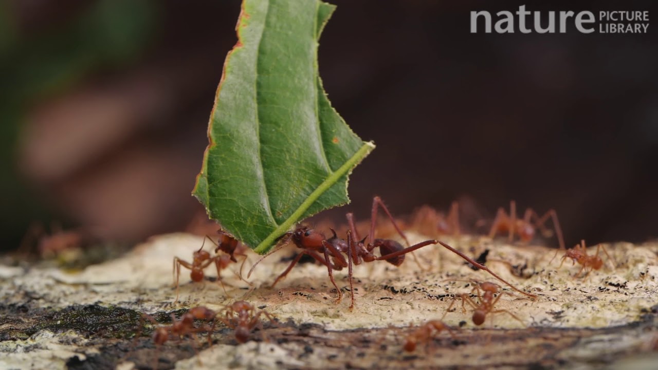 Slow motion clip of a Leaf cutter ant carrying a leaf along a branch, Orellana Province, Ecuador.