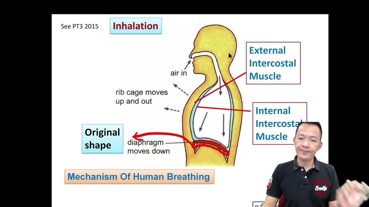 Form 3 Science Chapter 2 Human Breathing Mechanism, Inhalation and Exhalation
