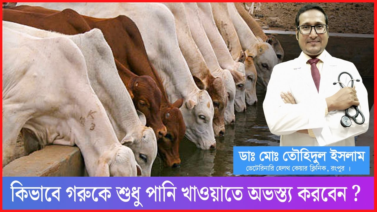 গরুকে পানি খাওয়ানোর নিয়ম। কিভাবে গরুকে পানি খাওয়াতে অভস্ত্য করবেন | গরু পালন। Dr.Touhidul Islam