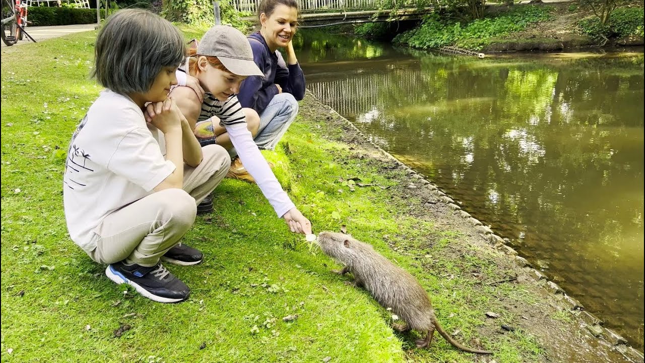 Вы не поверите кого мы кормим. Нутрия и дикие гуси в центре города Германии | Природа Neuss 2025