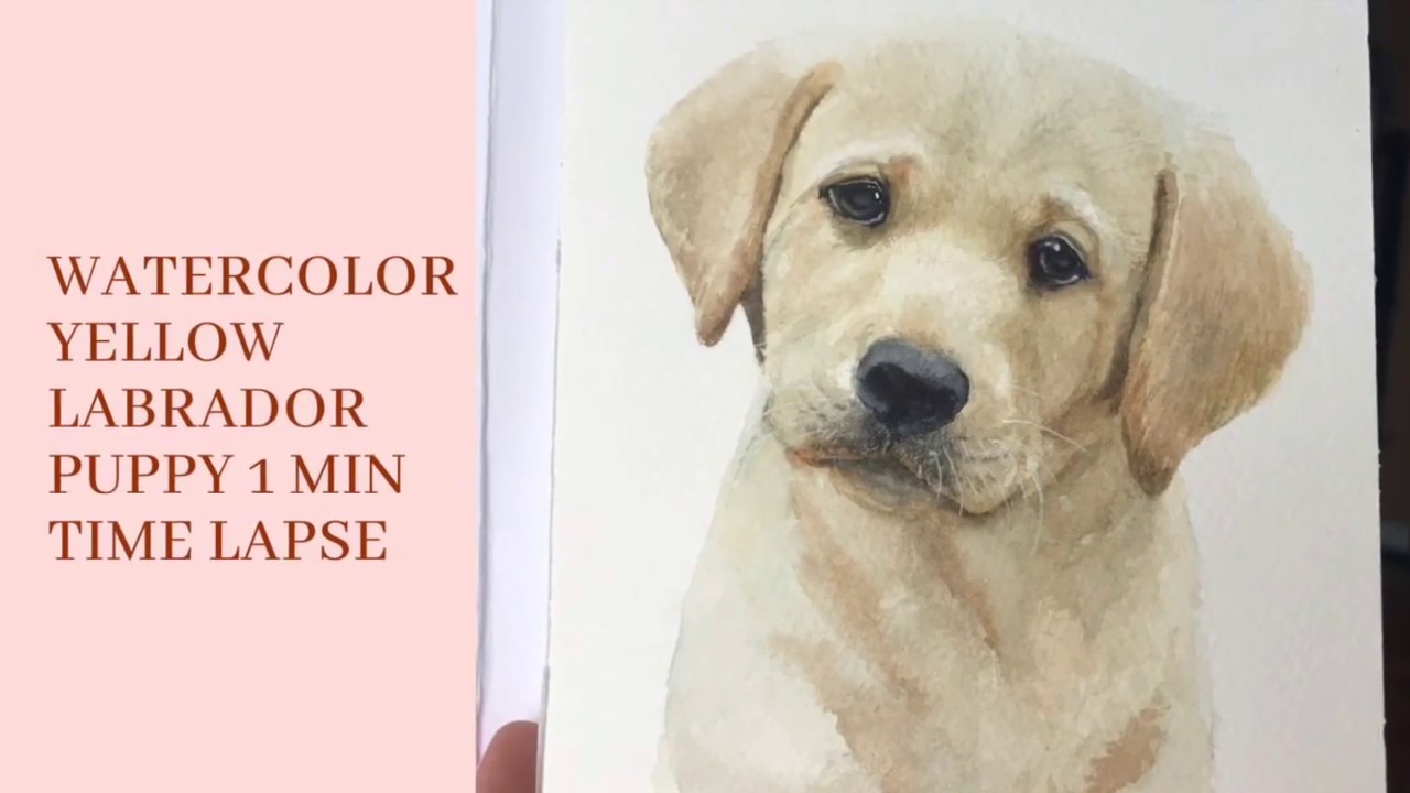 Realistic Watercolor Yellow Labrador Puppy Time Lapse