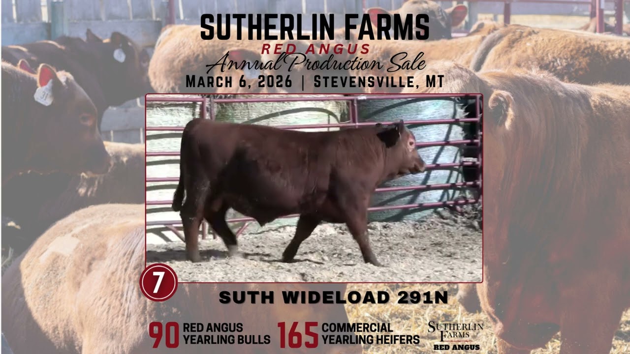 Sutherlin Farms Red Angus | March 6, 2026