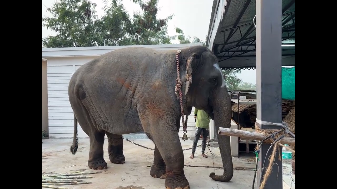 #elephant #swarnagiritemple 