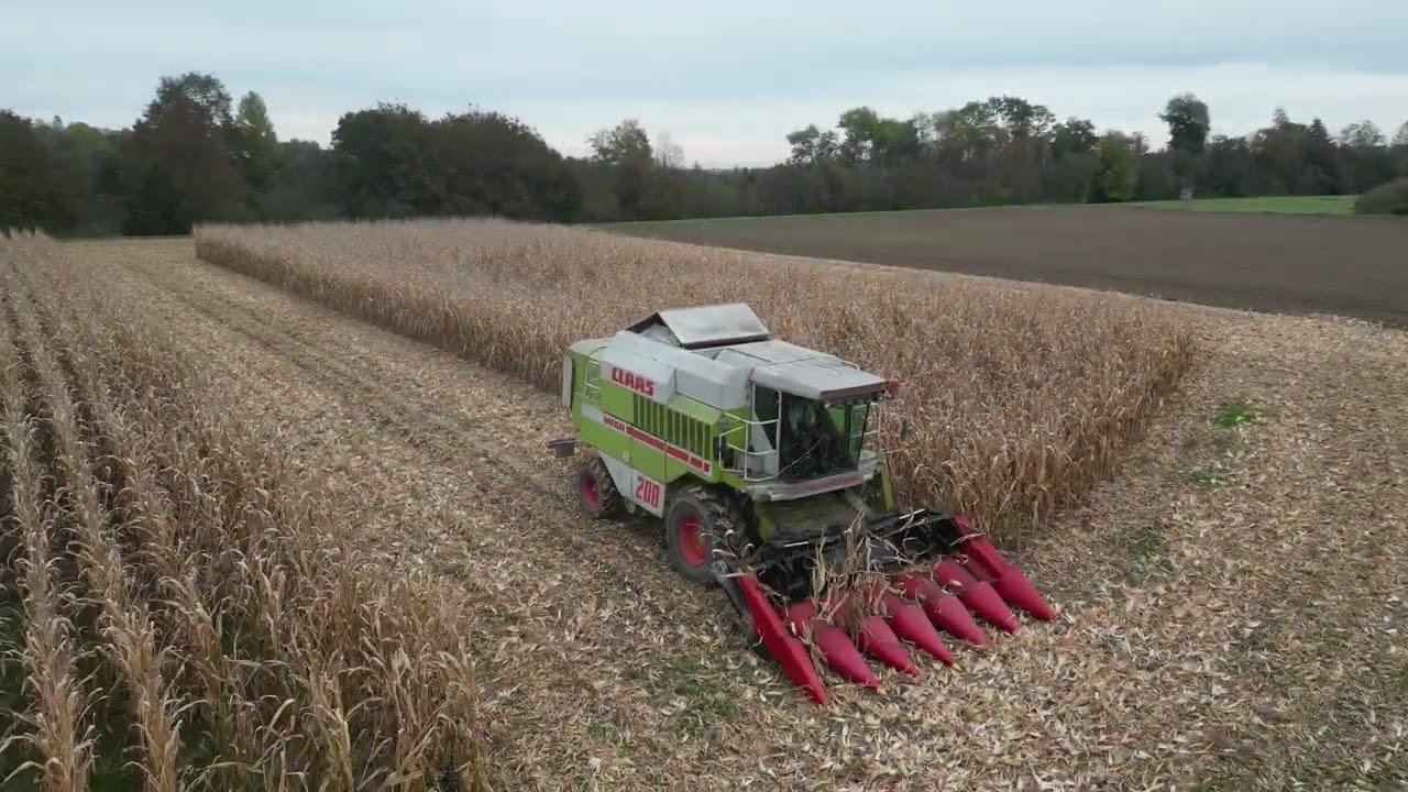 Erntetour 2024 (12.10.2024) - Dominator MEGA 208 und Lexion 5400 beim Maisdreschen (Teil 2)
