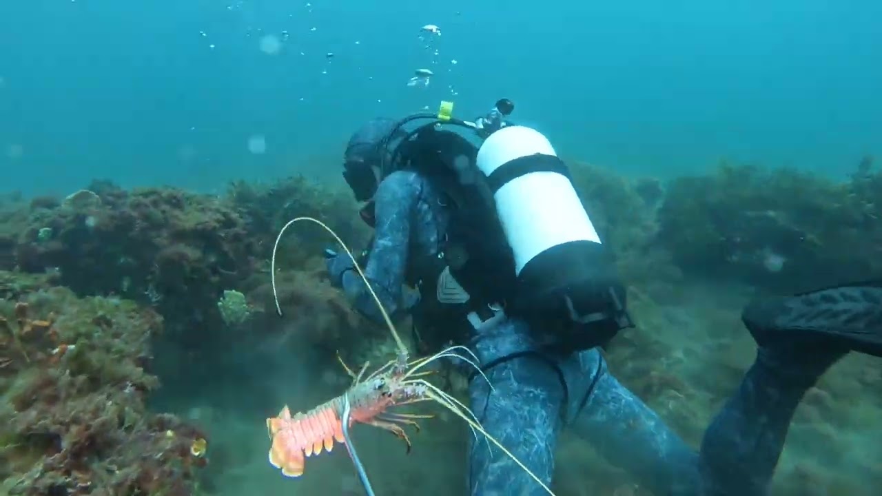 Bunbury dive 12m