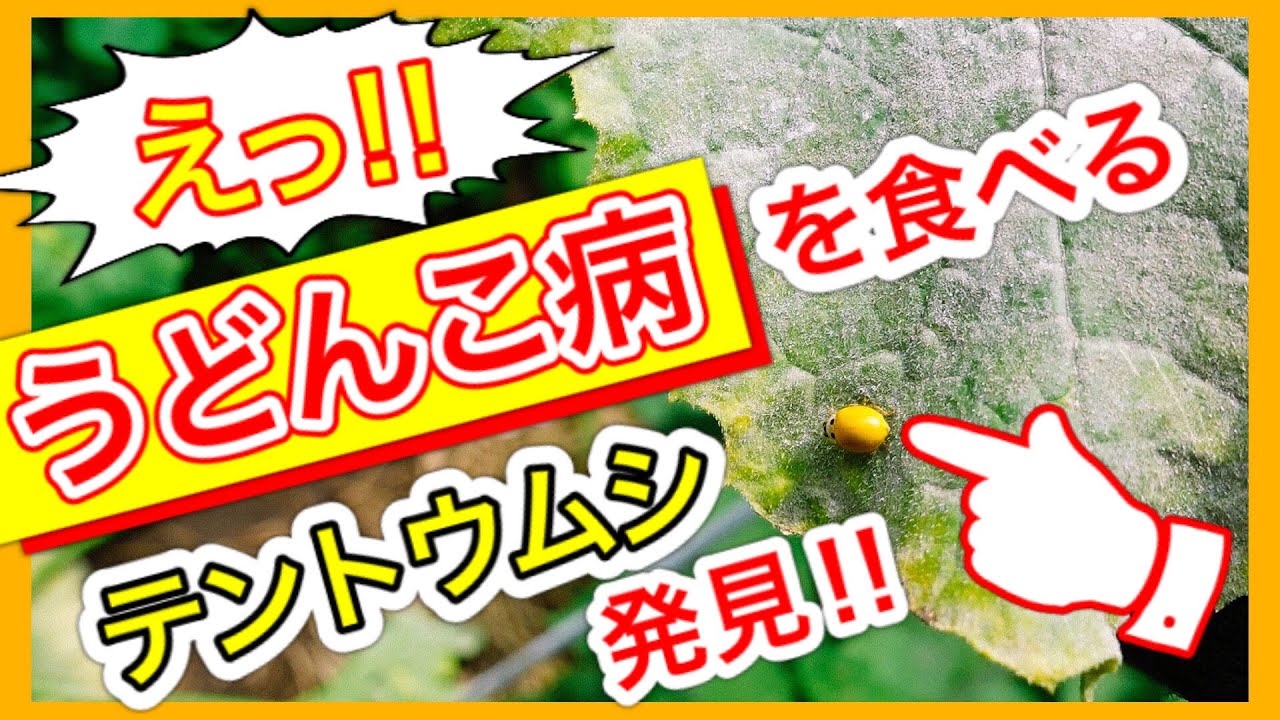 えっ！　うどんこ病を食べるテントウムシを発見！！　～狭い庭で家庭菜園～