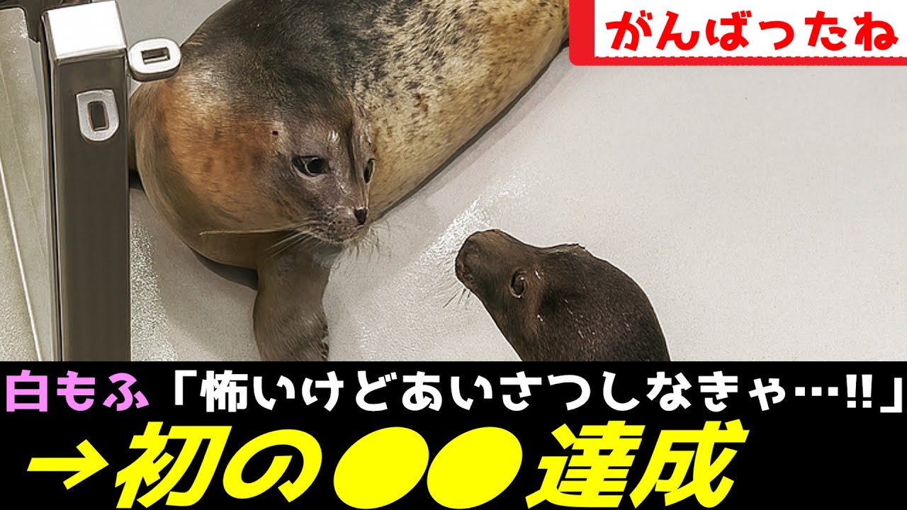 アザラシ幼稚園、2匹のもふもふに尊い友情が芽生えてしまうｗｗｗ