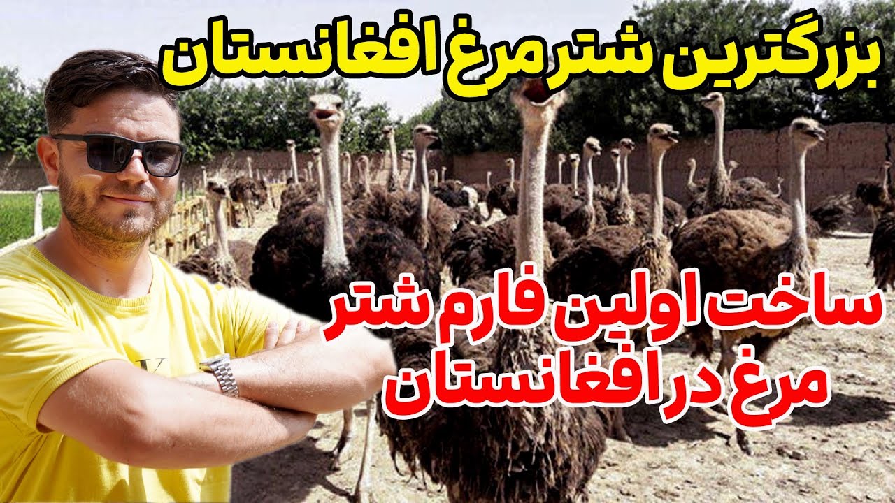 اولین فارم شترمرغ در افغانستان/The first ostrich farm in Afghanistan