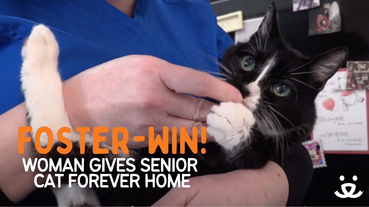 Foster-Win! Senior cat finds the best home to spend his glory days