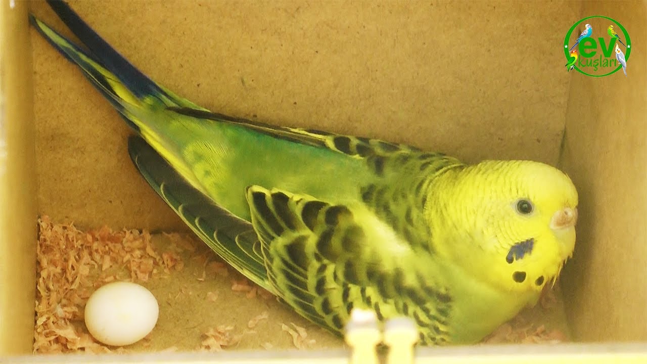 Muhabbet Kuşu Çiftleşme Belirtileri Çiftleşme Dönemi ve Yavru Gelişimi