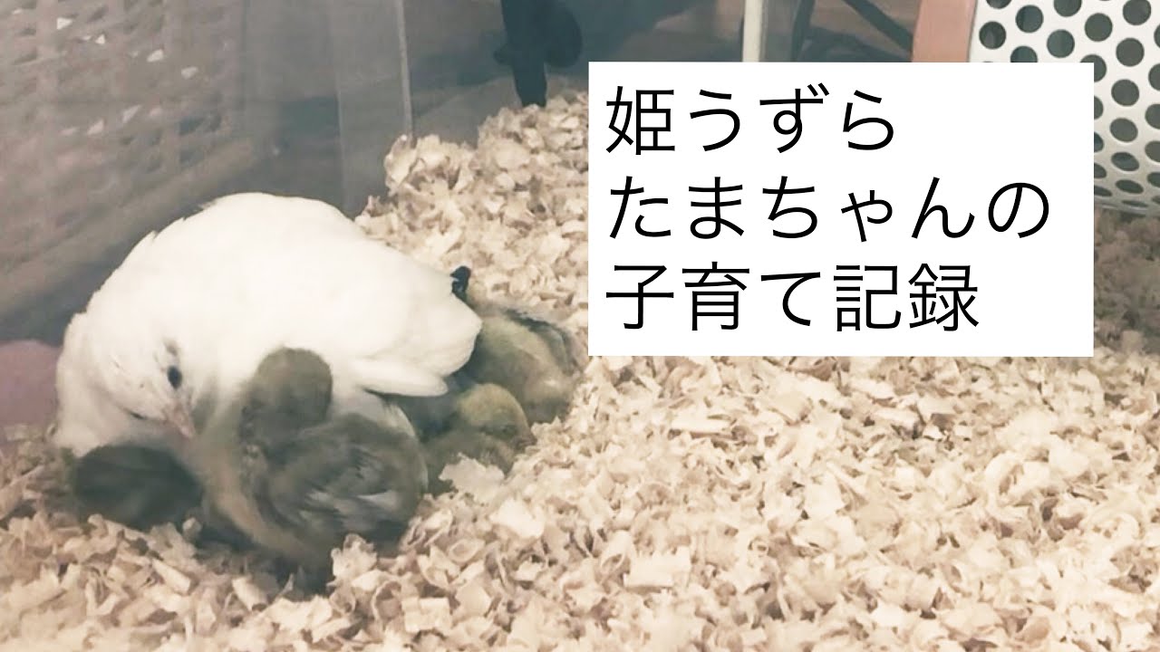 【姫うずら・たまちゃんの子育て記録】たまちゃんのお母さんぶりとヒナ達の成長が可愛すぎる(T^T)！！