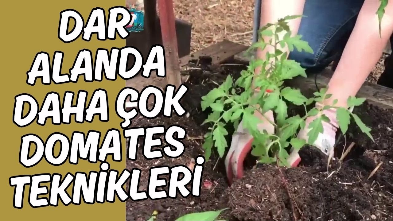 Sık Dikimle Bol Domates Teknikleri🍅 Dar Alanda Daha Çok Domates!