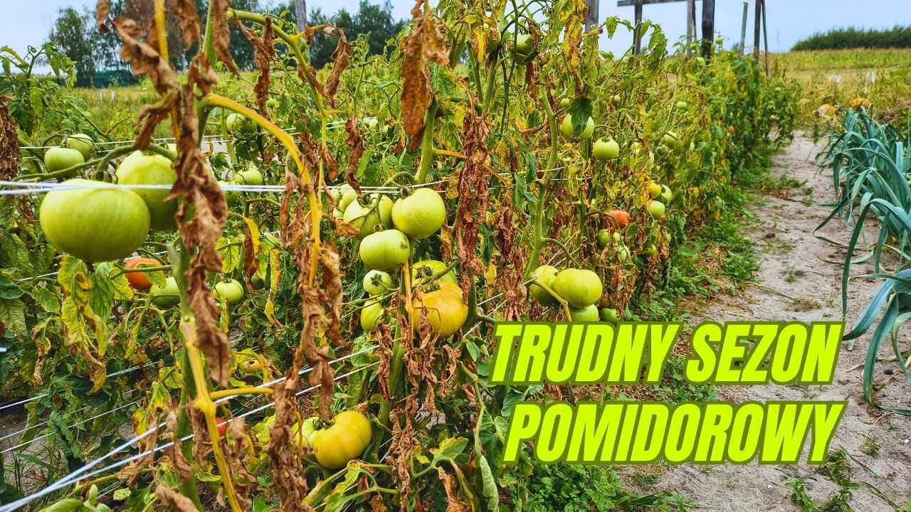 Trudny sezon pomidorowy, czyli Alternarioza i Septorioza w natarciu