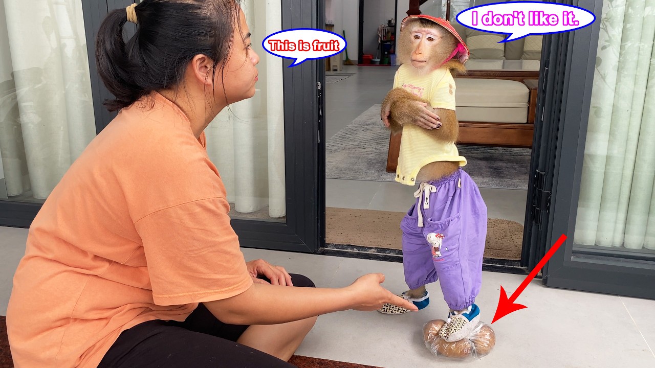 Monkey Lyly showed disrespect to the gift from her neighbor, and that's the lesson she learned.