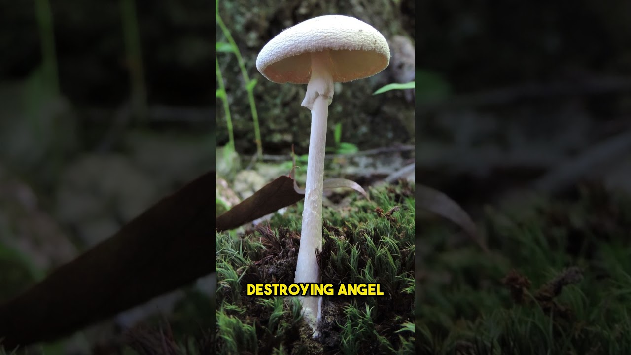 5 Most Poisonous Mushrooms