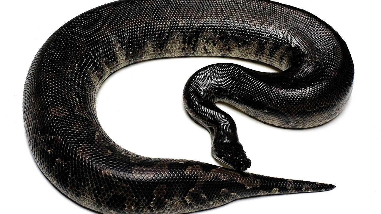 Sumatran Short Tailed Python