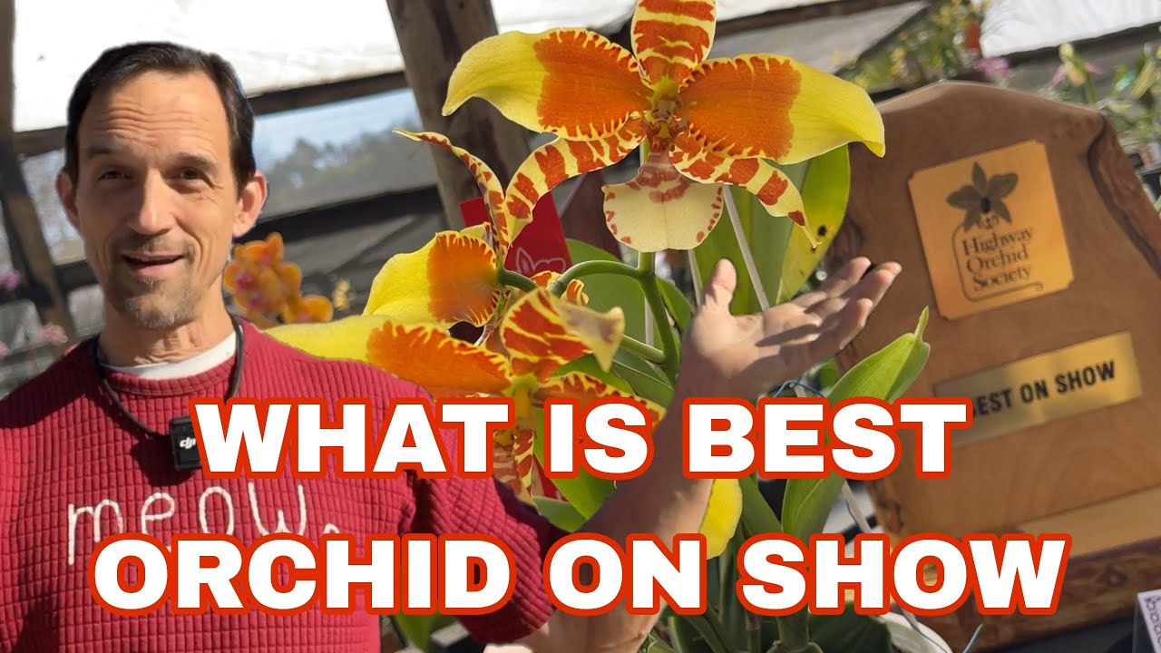КАК ОРИХИДЕИ ОЦЕНИВАЮТСЯ НА ВЫСТАВКАХ ОРХИДЕй Победители Highway Orchid Society