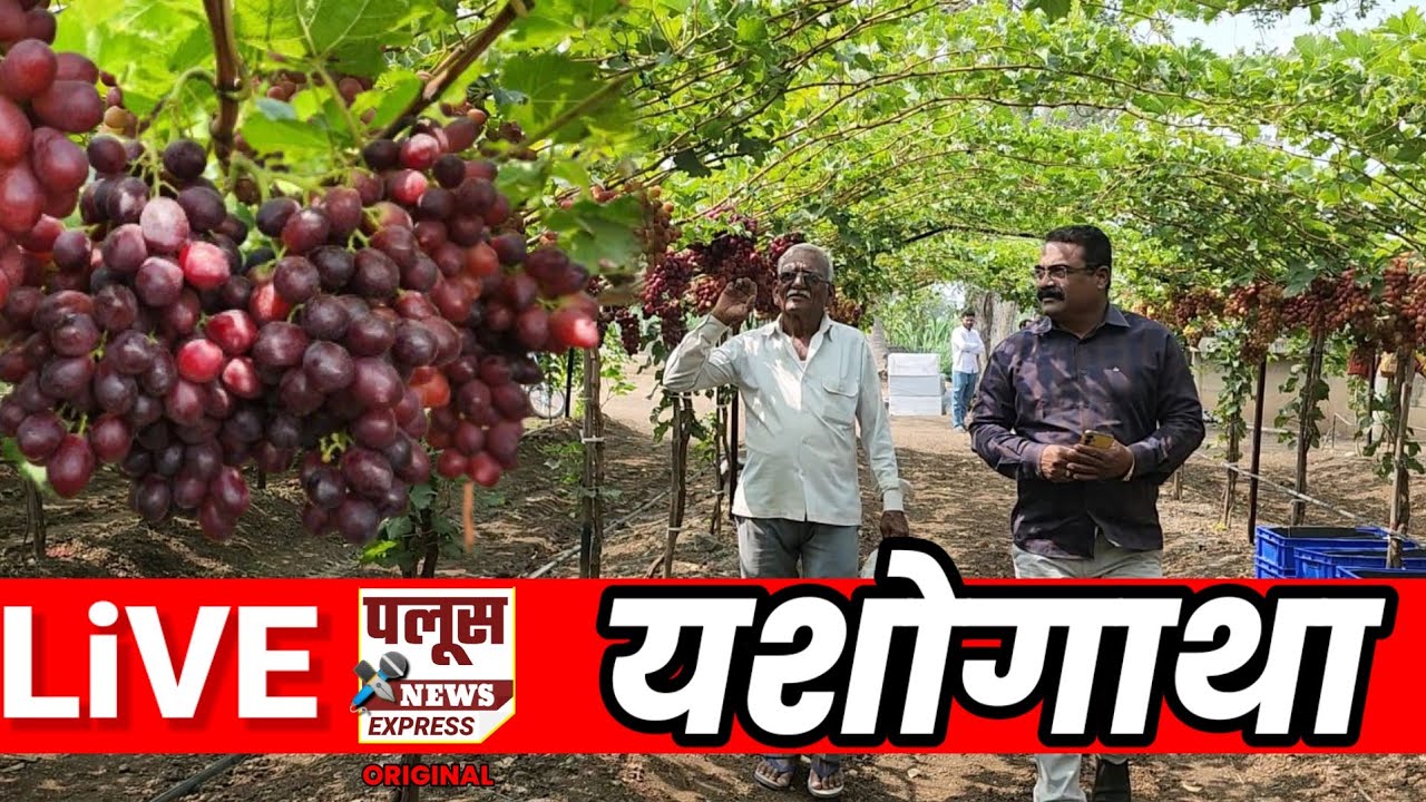 LiVE |'आरा फायर क्रंच'चा नवा जागतिक वाण यशस्वी; आमणापूरच्या माळी कुटुंबाची द्राक्ष शेतीत गरूड भरारी