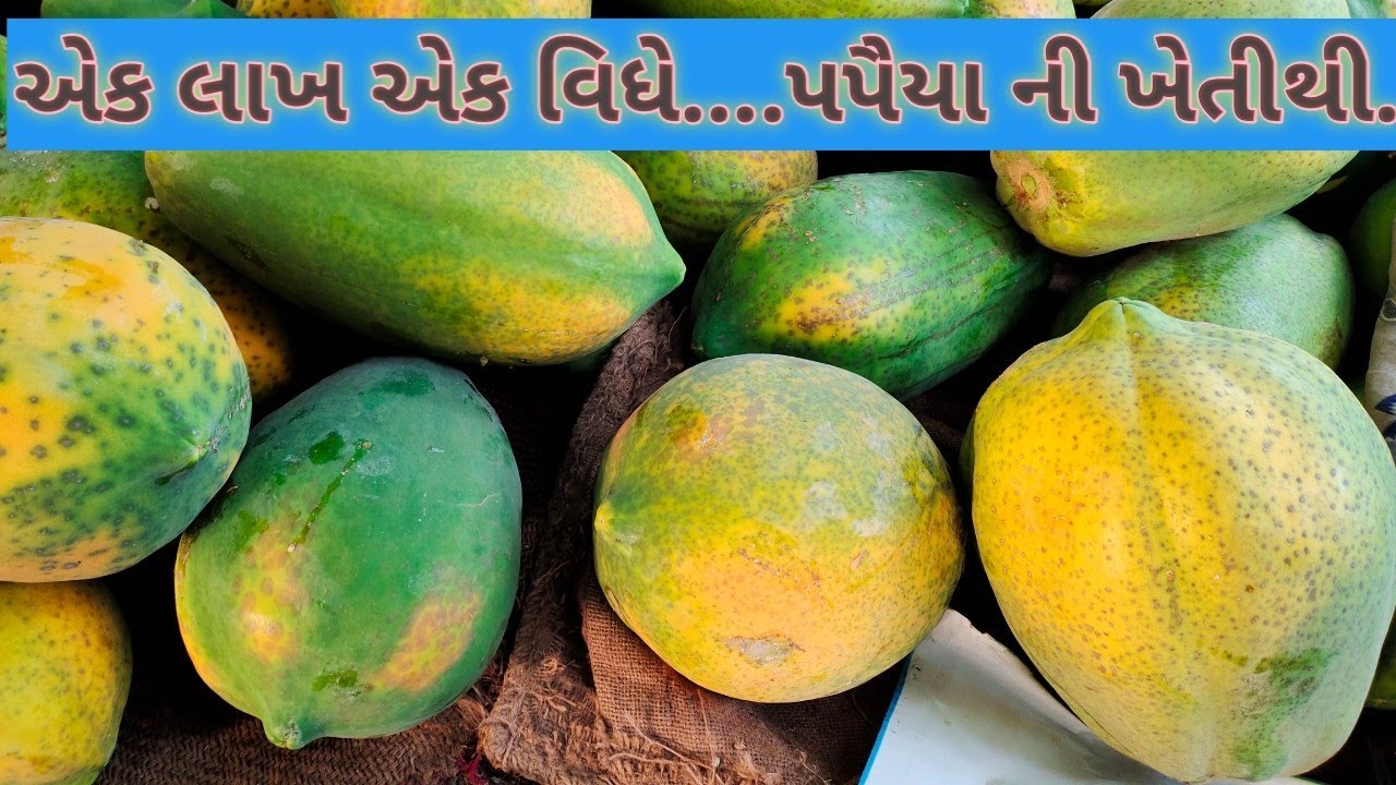 how to mak papaiya farming || 20 વર્ષનો પપૈયાની ખેતીનો અનુભવ ધરાવતાં સફળ ખેડૂતની મુલાકાત