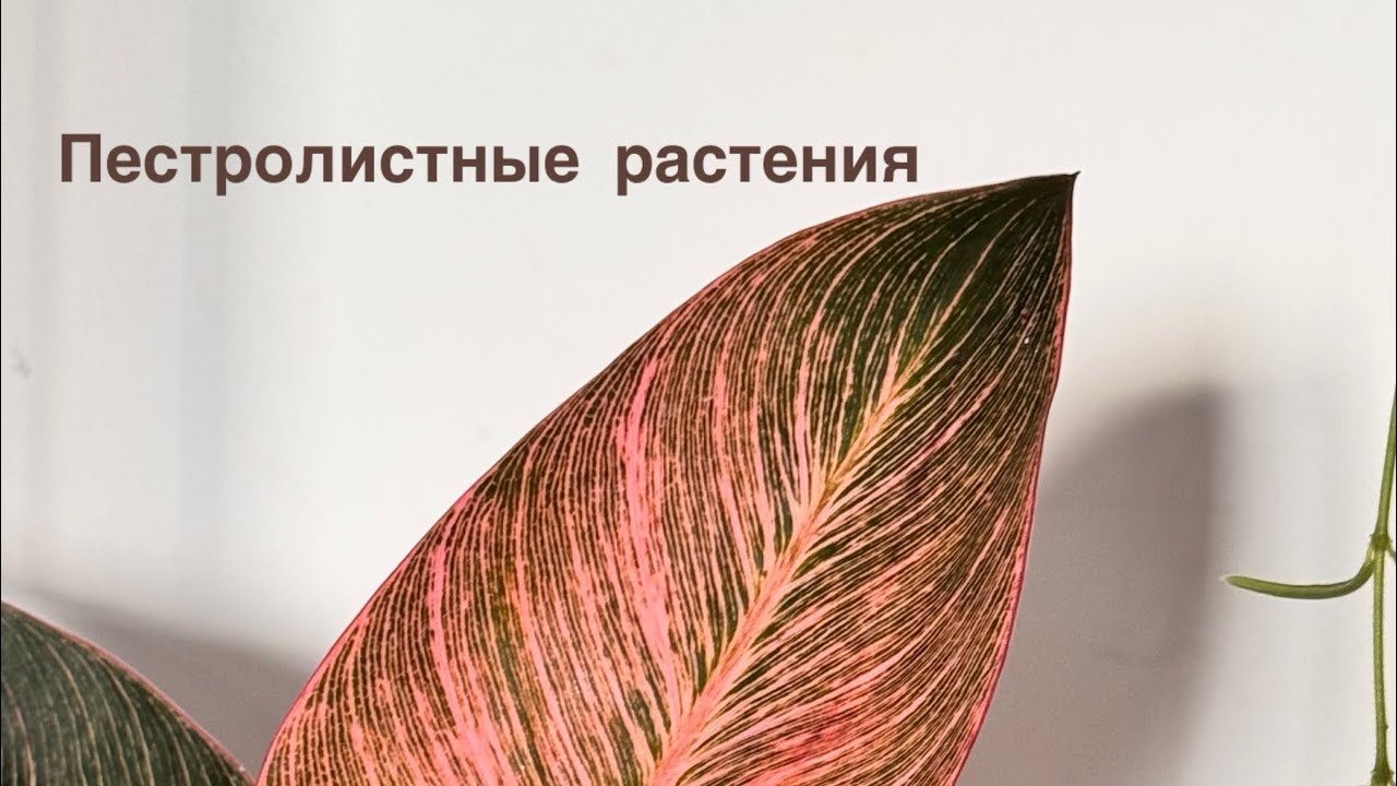 Эффектные мутанты или обзор пестролистных растений