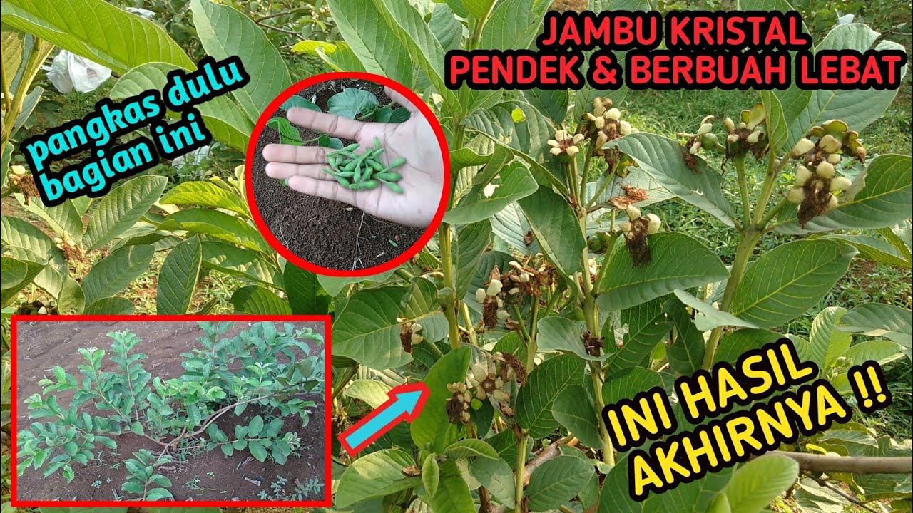 RAHASIA JAMBU KRISTAL PENDEK DAN BERBUAH LEBAT UMUR 4 BULAN