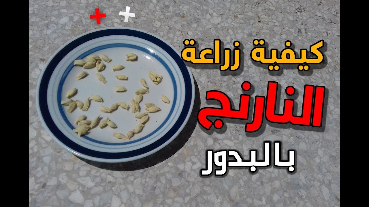 كيفية زراعة النارنج بالبدور