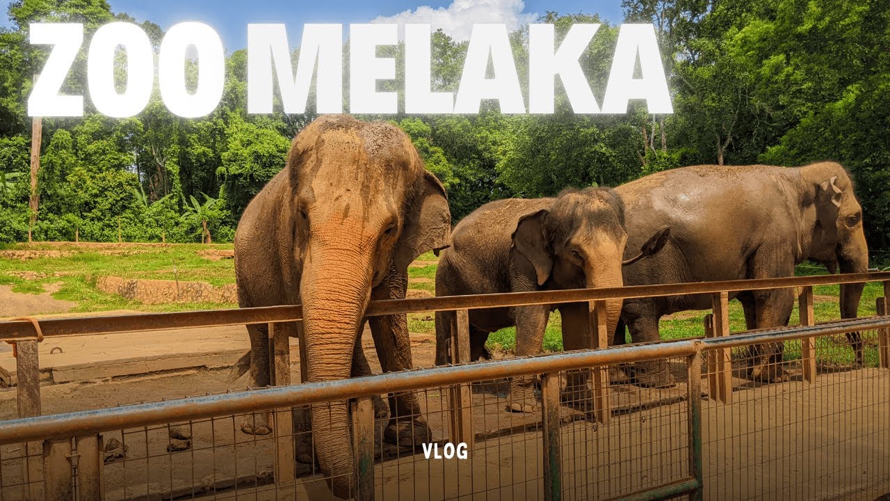 A day at Zoo Melaka | Vlog