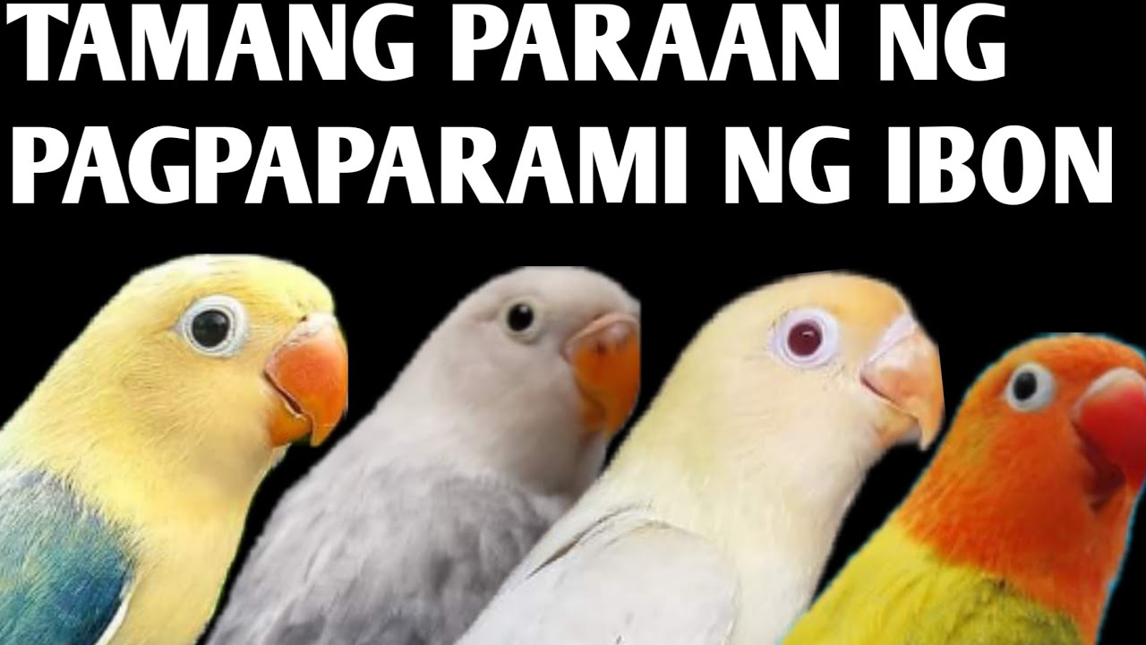 GAWIN MO TO PARA DUMAMI ANG ALAGA MO..