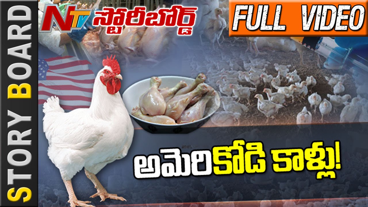 US Chicken Strategy On India #PoultryLoss #ChikenLegsExport - Story Board - NTV