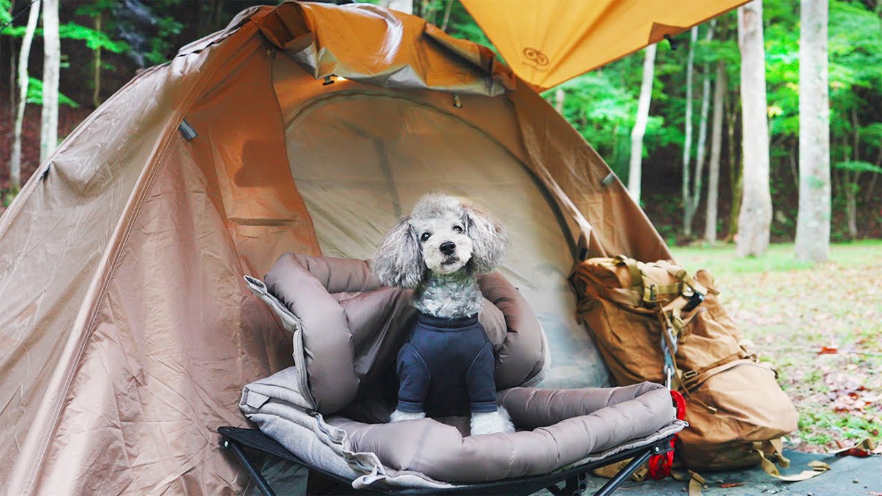 🐶【総集編】愛犬と大自然でキャンプを楽しんだ幸せな旅行記｜作業用や睡眠導入にどうぞ