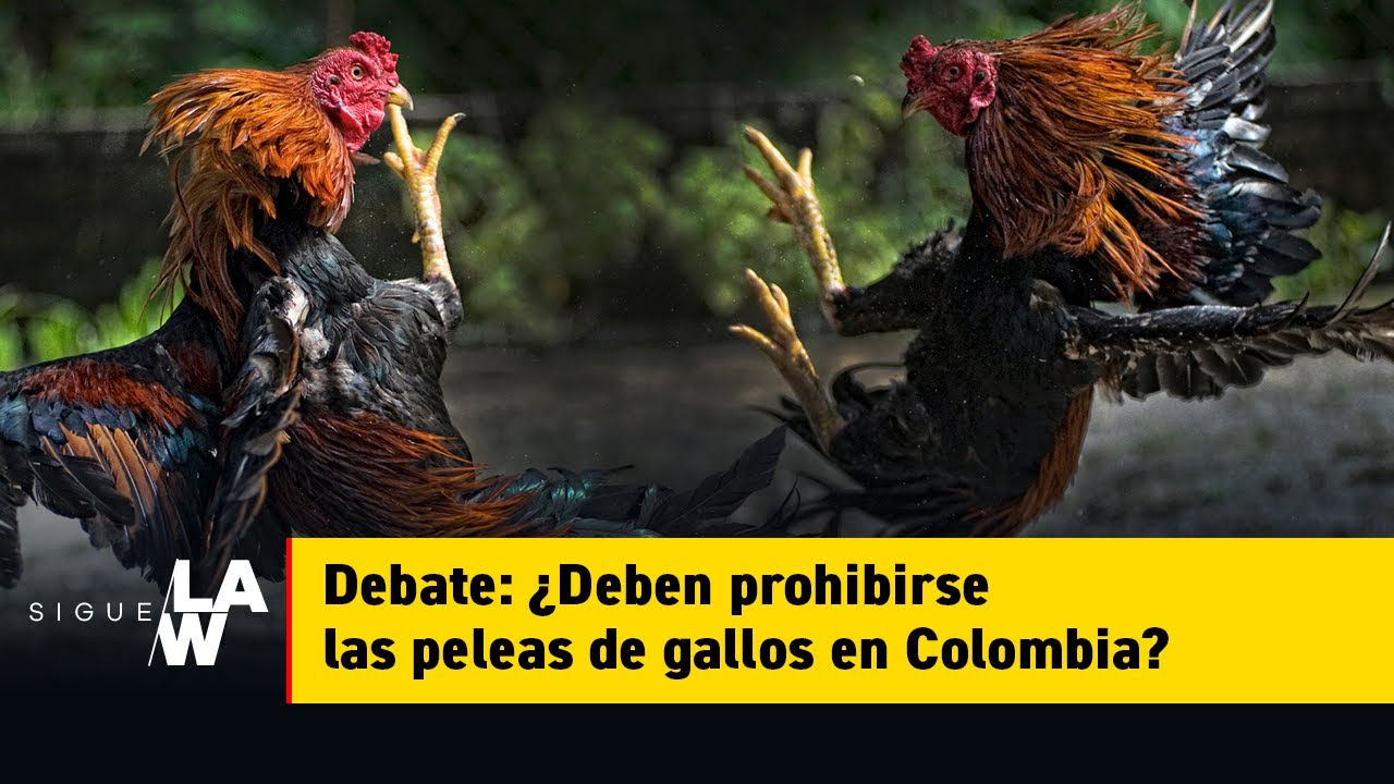 Debate: ¿Deben prohibirse las peleas de gallos en Colombia?