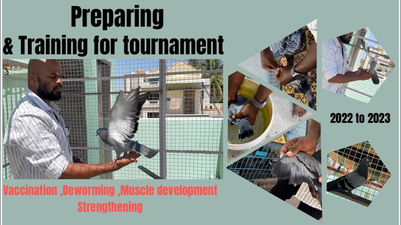 Training for Tournament and vaccination , strengthening ,muscle development  and feather quality ￼￼