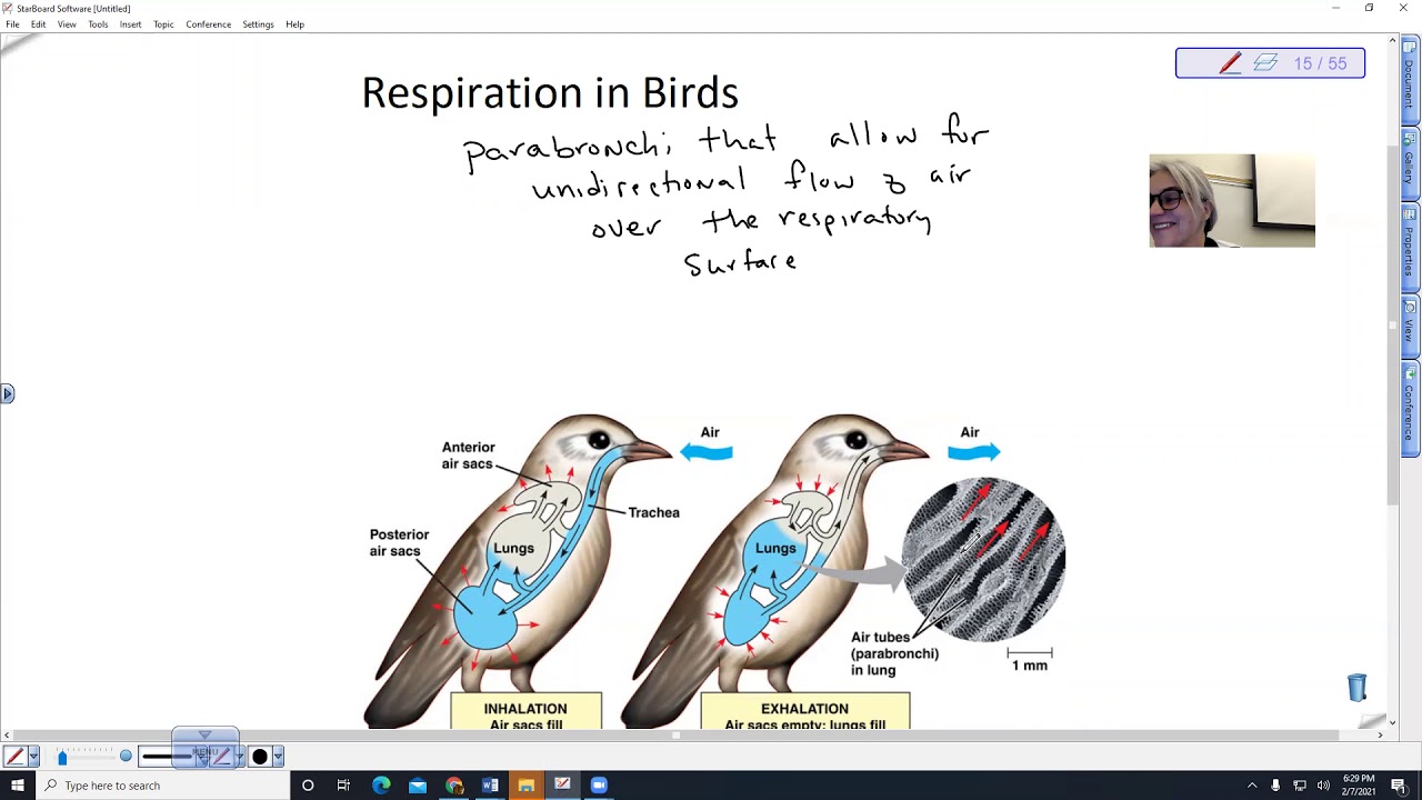 Respiration in Birds