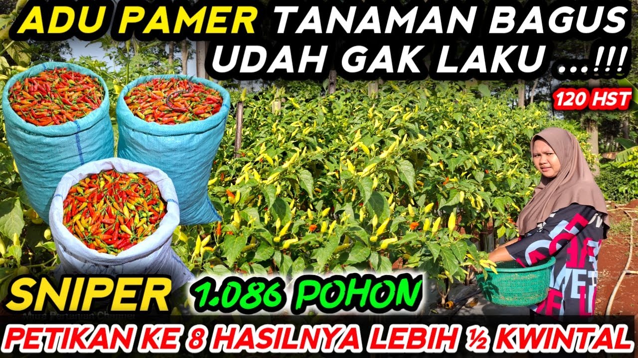 🔴 PANEN CABE SNIPER PETIKAN KE 8 HASILNYA LEBIH &frac12; KWINTAL ‼️ #mitrapertanianchannel 