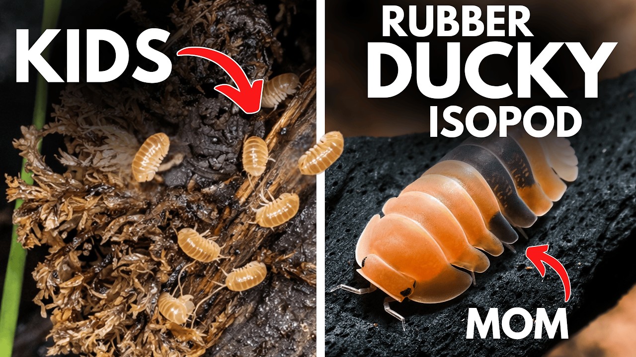 Rubber Ducky ISOPOD Jar - 145 Day Ecosystem Evolution