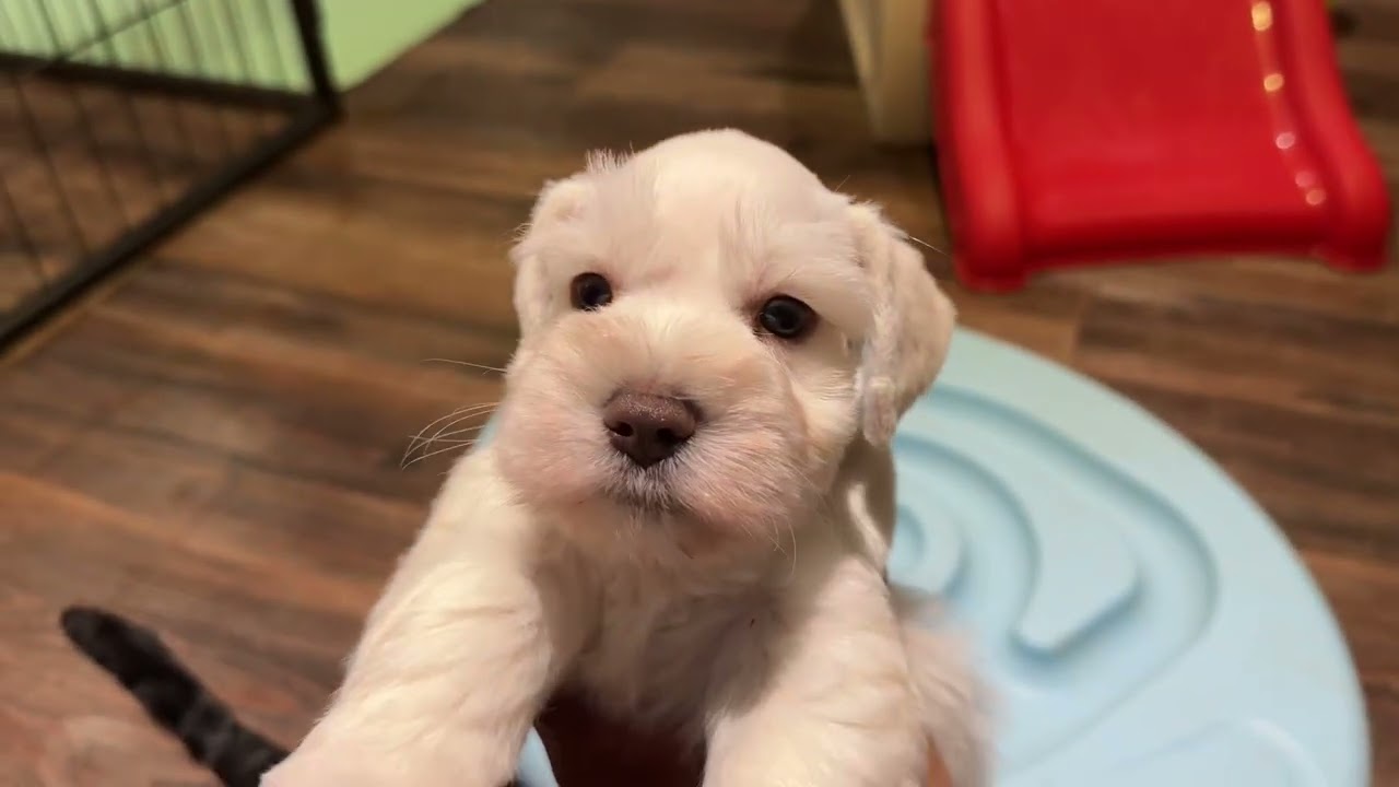 Cassie/Dandelion 6 week old Mini Schnauzer puppies