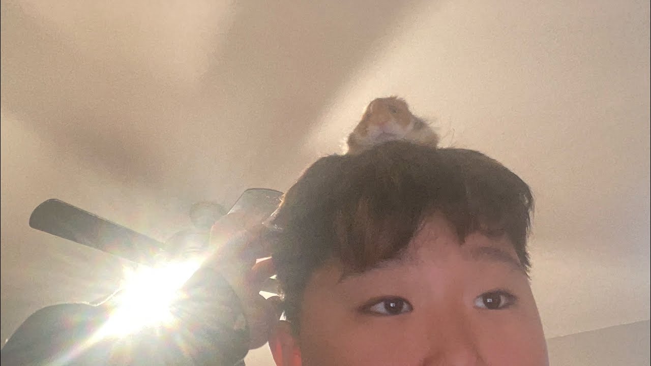 Regular hamster vid:)