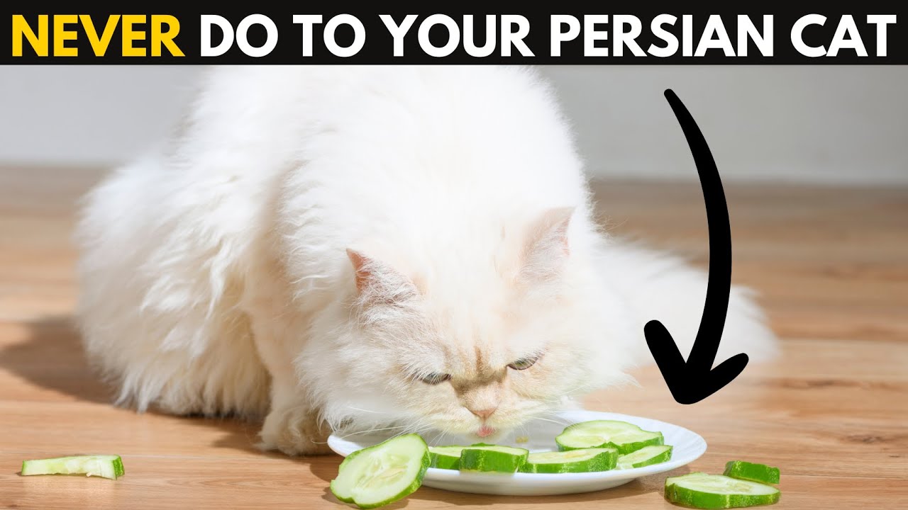 12 Worst Mistakes Every Persian Cat Owner Make