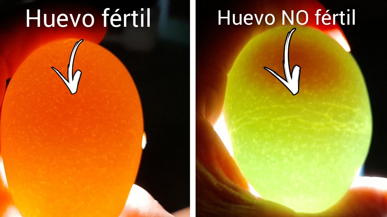 Cómo seleccionar huevos para incubar
