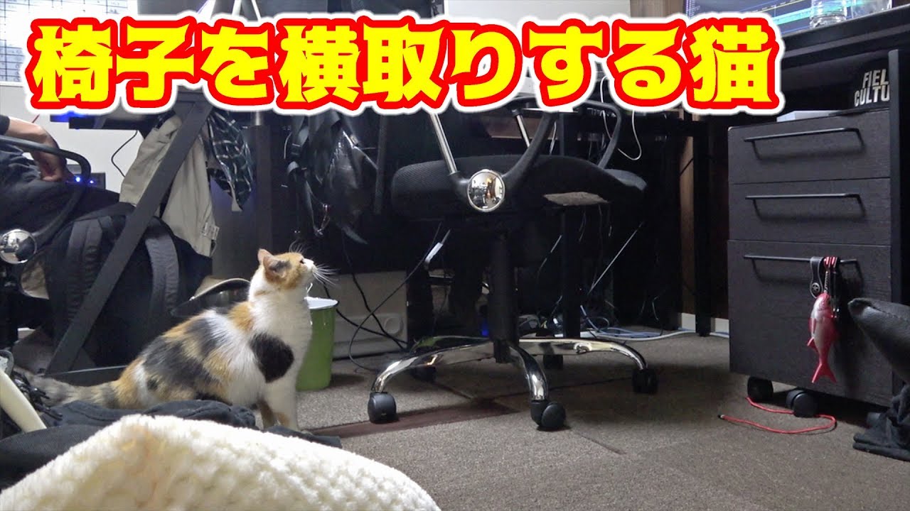 イスを横取りする猫が可愛い件。