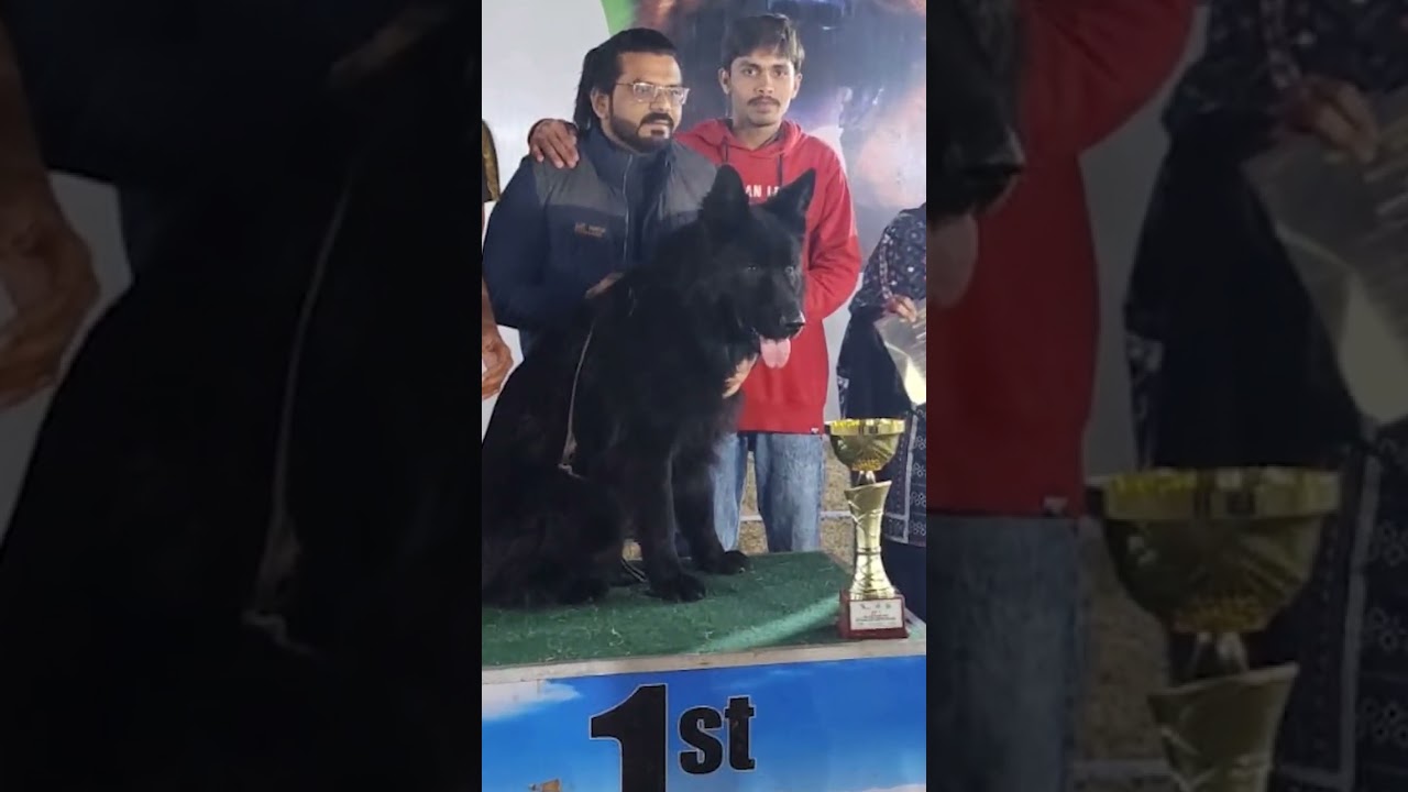 Lambo Won the Open Class Show in Islamabad Held by PKC and Got First (1st) Position 2022