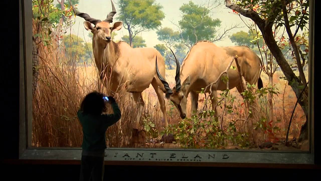 Treasures of New York: American Museum of Natural History