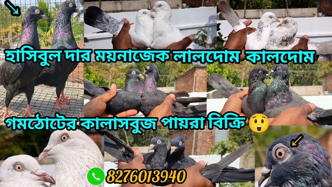 হাসিবুল দাব় ময়নাজেক লালদোম কালাসবুজ পায়ব়া বিক্রি 😲 বাড়ি বসে পায়ব়া কিনুন কলকাতা টু ডায়মন্ড । 