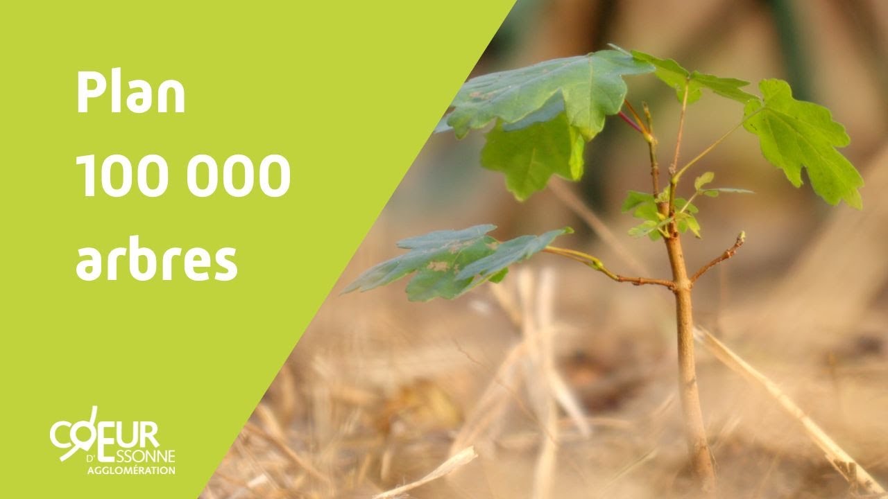 Plan 100 000 arbres de l'Agglo