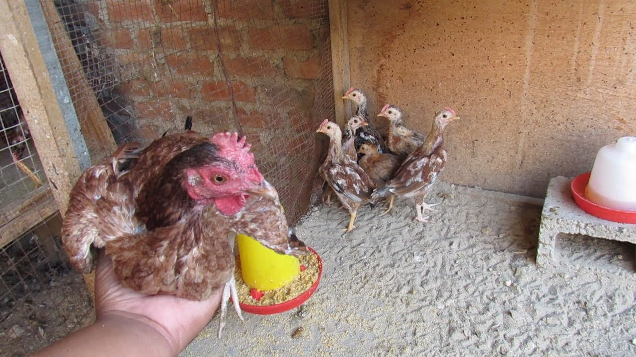 a que edad separo a los pollitos de la gallina