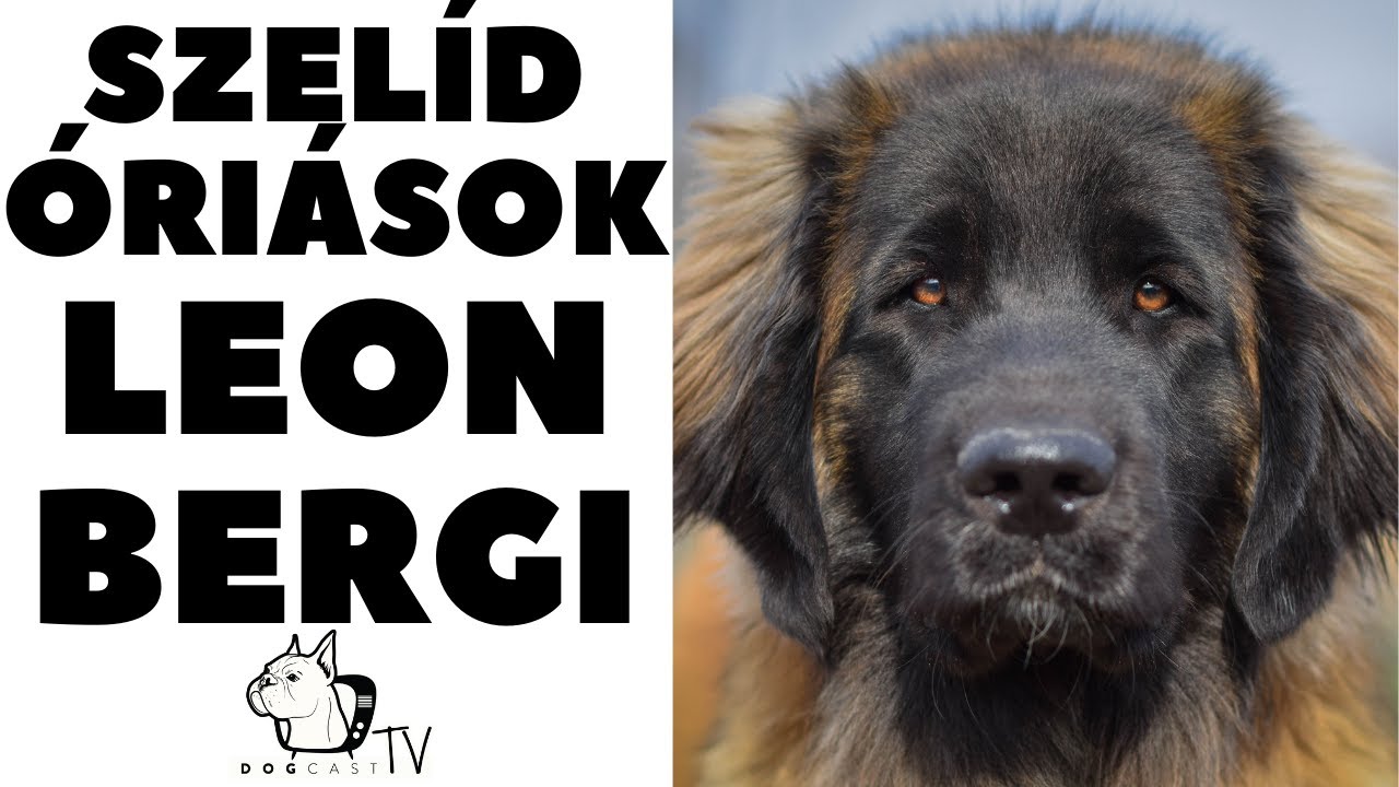 LEONBERGI - szelíd óriások!  A német 