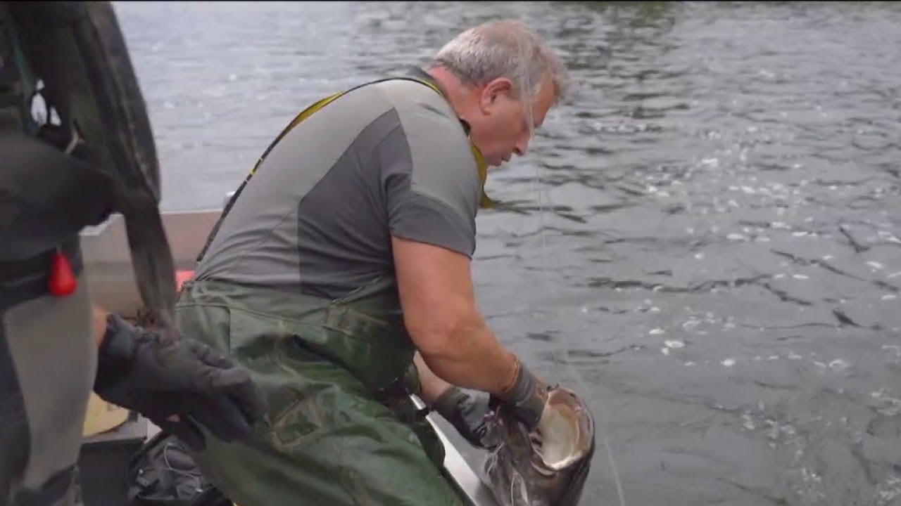 Dordogne - Des poissons de deux mètres !