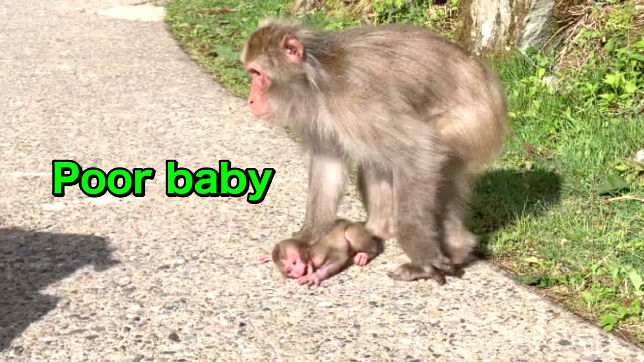 【SNOW MONKEYS] 178 (baby life ) jigokudani monkey park korakukan babysitting Tokkuri monkey 雪猿