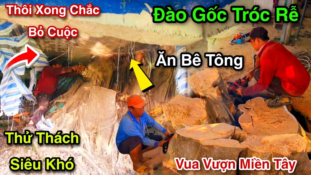 Cực Sốc Chấn Động Rung Chuyển Cả Cái Nhà Vua Vượn Cưa Bật Gốc Tróc Rể Cây Gừa Siêu Khủng Tập 6