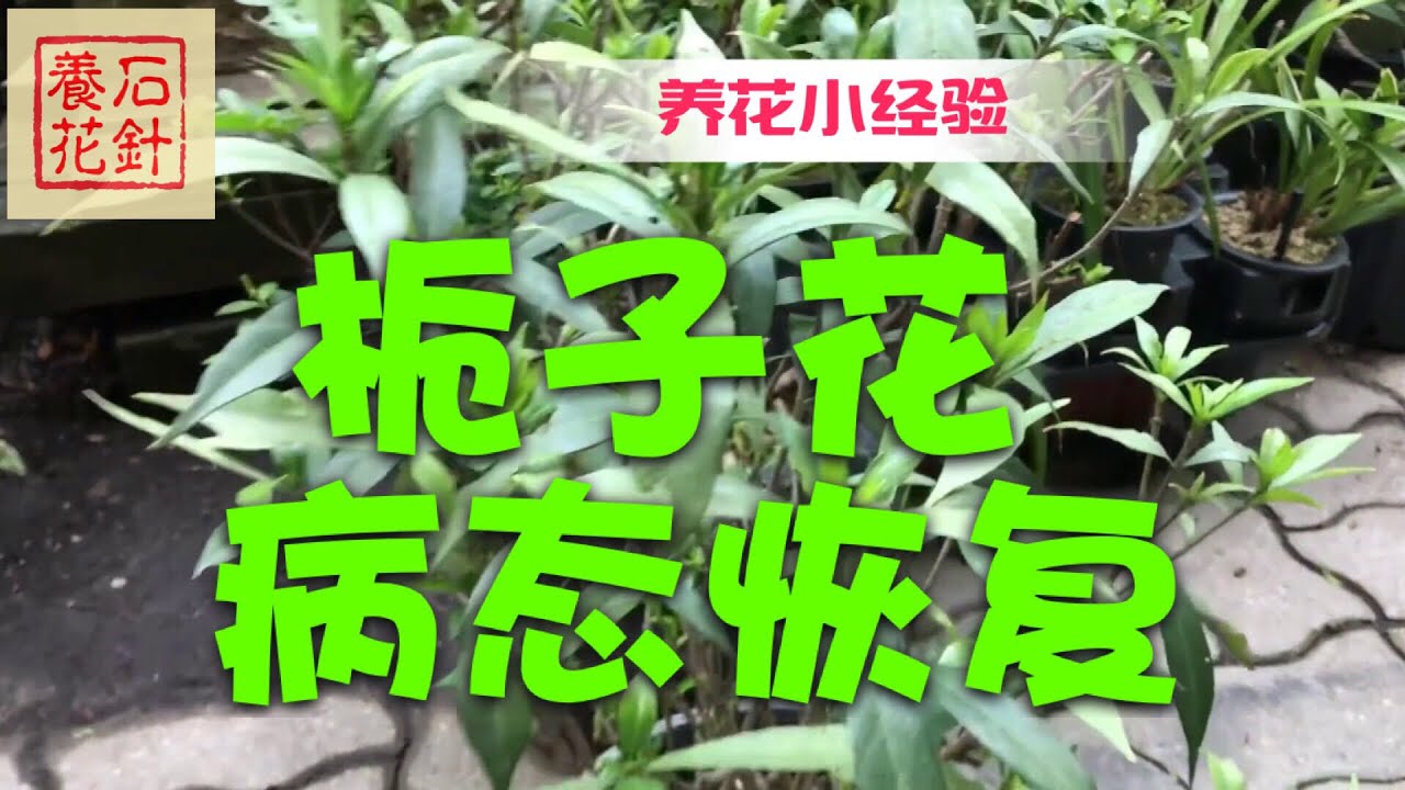 栀子花从病态恢复